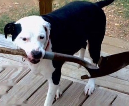 Bentley, a black and white dog, carrying a shovel on a wooden deck